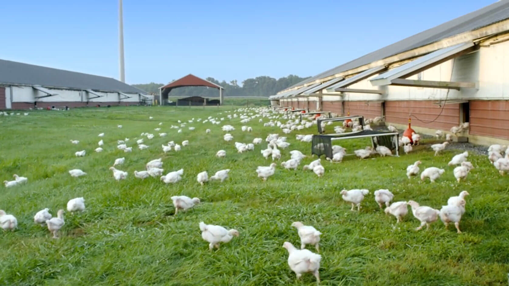 Free Range Chicken Farm Club