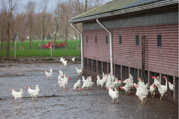Why free-range and free-run chicken is better for you