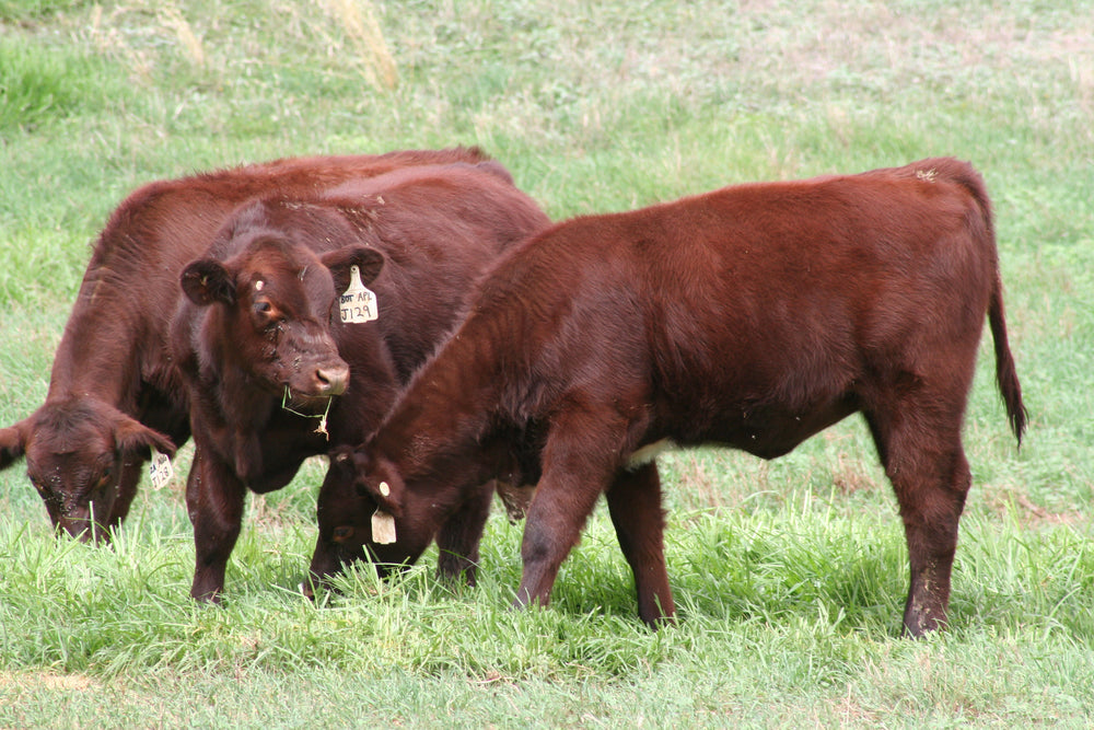 Grass Fed Beef - 100% Grass-Fed Grass-Finished Beef