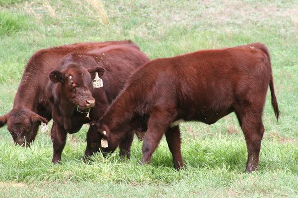 Grass Fed Beef - 100% Grass-Fed Grass-Finished Beef