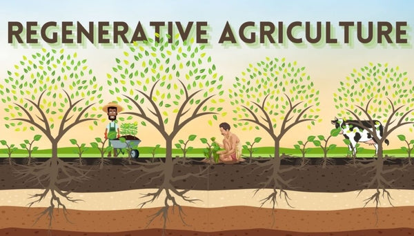 Why Regenerative Agriculture Matters in Local Farm Meat?