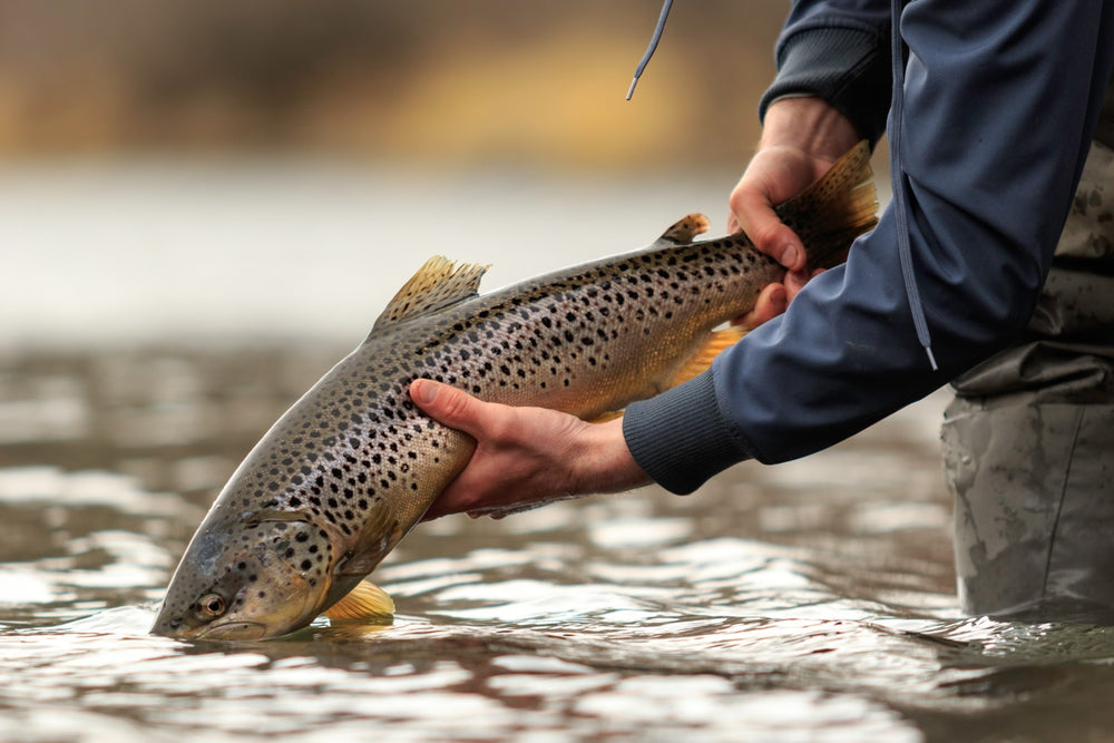 Wild Caught Fish Vs. Farm Raised Fish