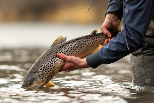 Wild Caught Fish Vs. Farm Raised Fish